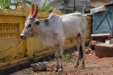 Bull on the street in Cochi